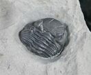 Large Eldredgeops Trilobite From New York #9201-2